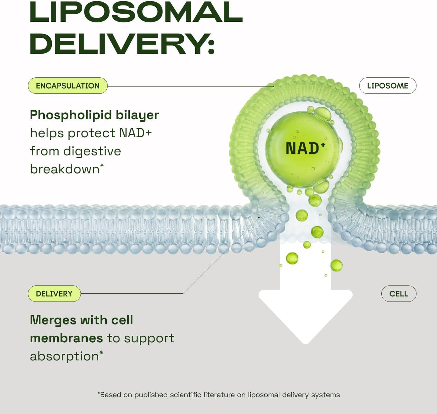 Liposomal NAD+ Supplement with Resveratrol – NMN Supplement Alternative - Advanced NAD Resveratrol